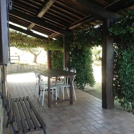 Sweet Olive Trees